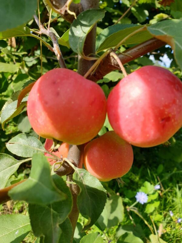 Яблоня Тринити фото