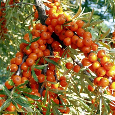 Облепиха Ажурная фото