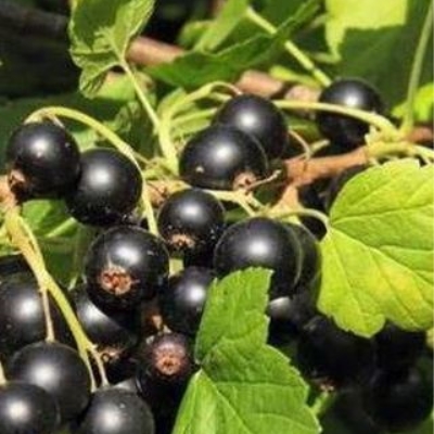 Смородина чёрная Дачница фото