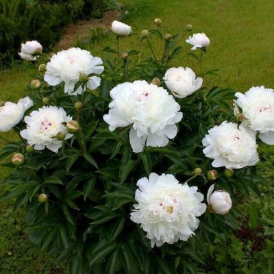 Пион травянистый Фестива Максима фото