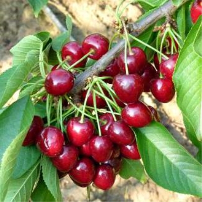 Черешня Гигант Ред фото