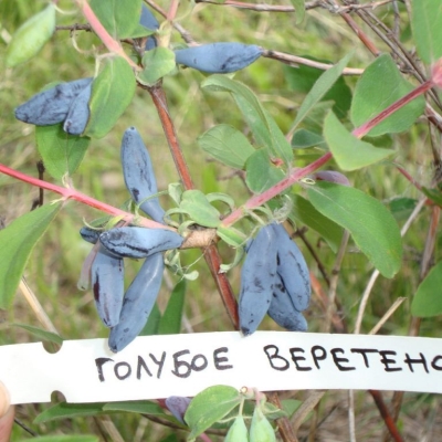 Жимолость Голубое веретено фото