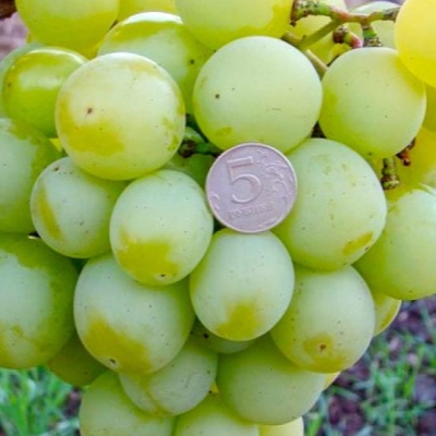 Виноград Кеша фото