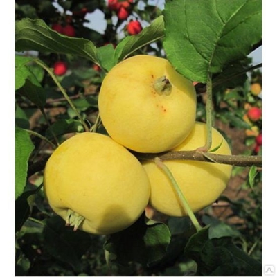 Яблоня Китайка золотая фото