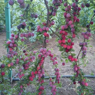 Алыча Кубанская комета фото