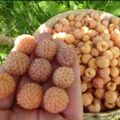Малина Желтый кумберленд фото