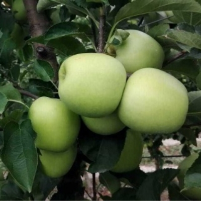 Колоновидная яблоня Малюха фото