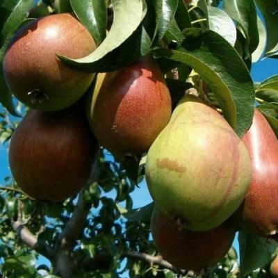 Груша Маршал Жуков фото