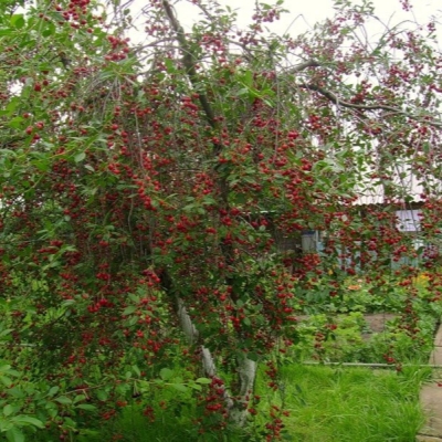 Вишня Молодежная фото