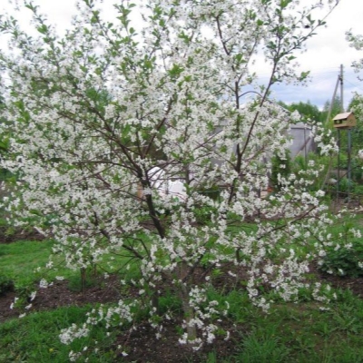 Вишня Молодежная фото