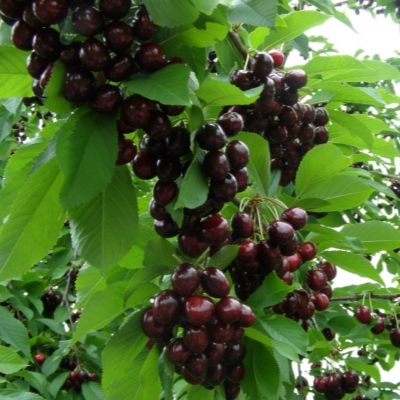 Черешня Народная фото