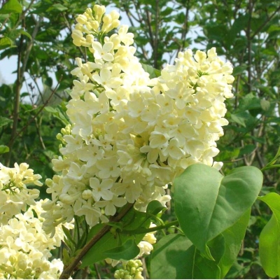 Сирень Примроуз фото