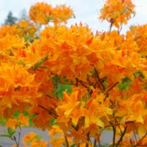 Декоративные кустарники