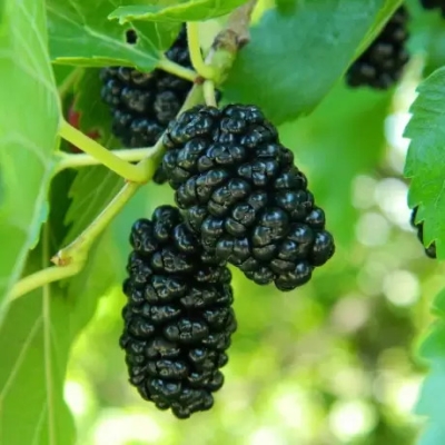 Шелковица Шелли фото