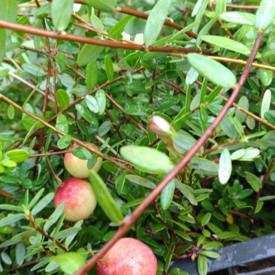 Клюква Стивенс фото
