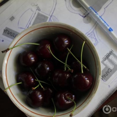 Черешня Валерий Чкалов фото
