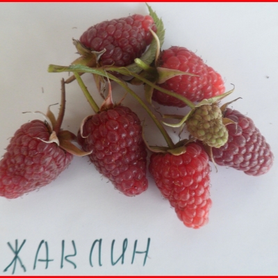 Малина Жаклин фото