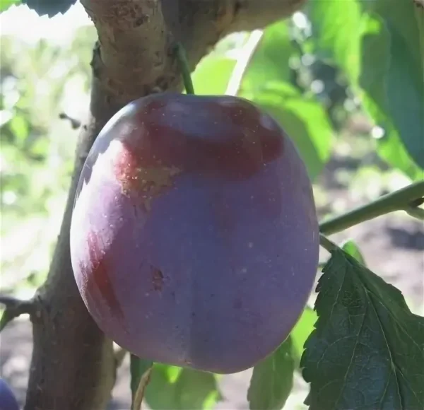 Алыча Президент фото