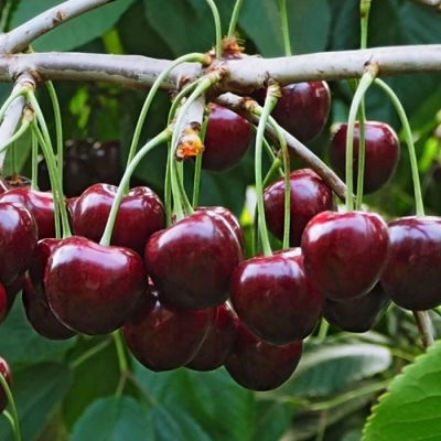 Вишня Капелька фото