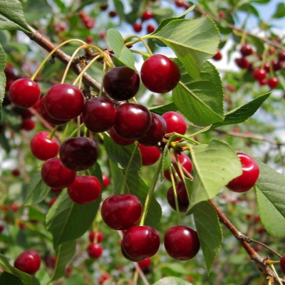 Вишня Шакировская фото