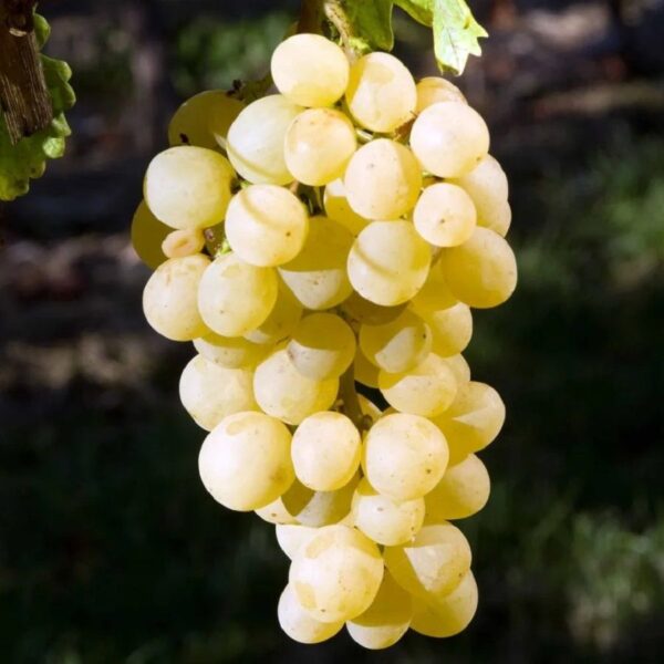 Виноград Мускат Летний фото