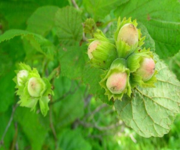 Орех Фундук Ганджа фото