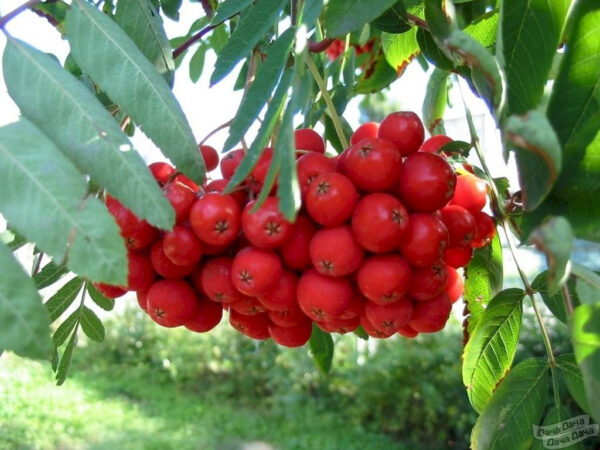 Рябина Вефед фото